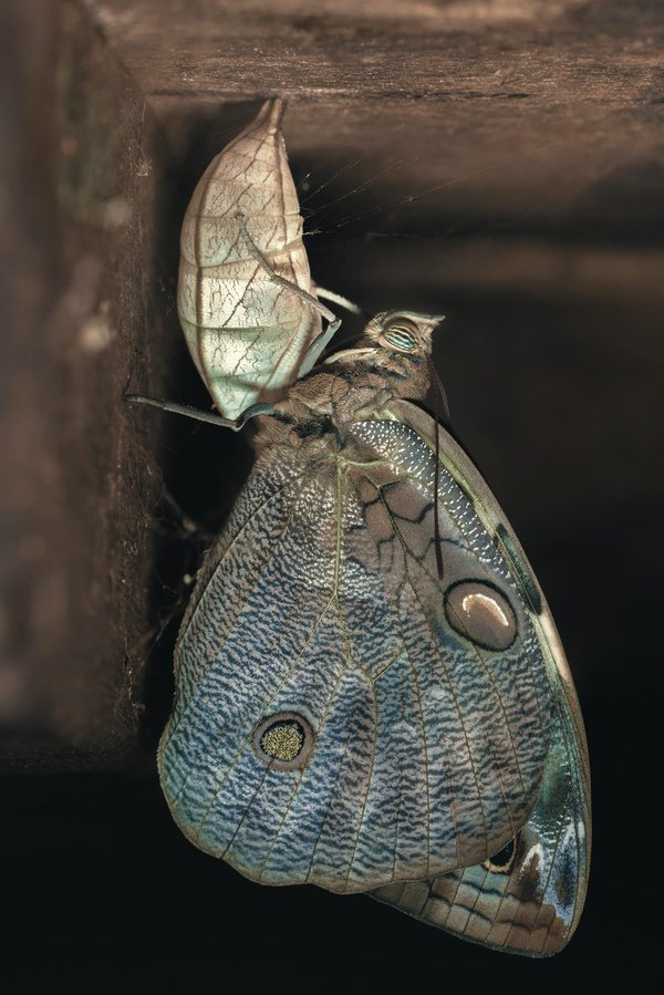 Can you keep a butterfly as a pet?